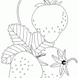 草莓