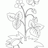 野草莓