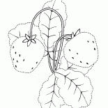 花園草莓