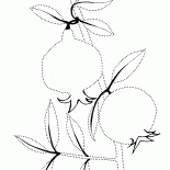 石榴枝