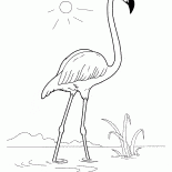 火烈鳥