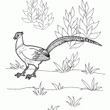 野雞