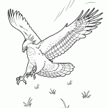 鷹
