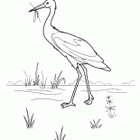 鸛