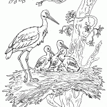 鸛和小雞