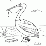 鶘
