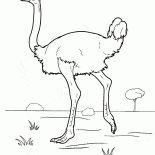 鴕