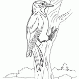 鴷