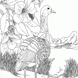 鵝在湖