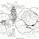 洋白菜