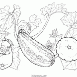 設置一些蔬菜