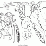 生菜，豌豆和蠶豆