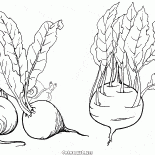 甜菜和大頭菜