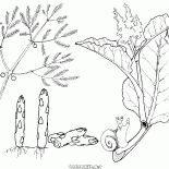 蘆筍和大黃