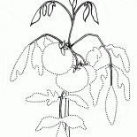番茄花園床
