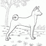 購買basenji