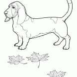 巴吉度獵犬