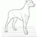 杜賓