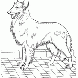 牧羊犬