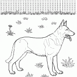 德國牧羊犬