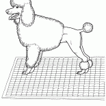 貴賓犬