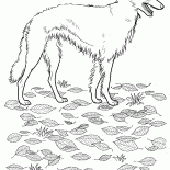 俄羅斯灰狗