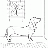 臘腸犬