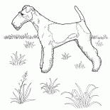獵狐梗