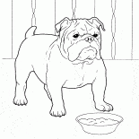 法國鬥牛犬
