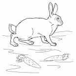 兔子在草地上