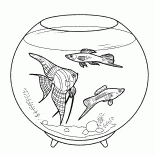 觀賞魚