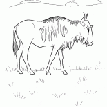 角馬