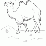 駱駝