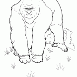 一個巨大的猴子