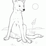 狼