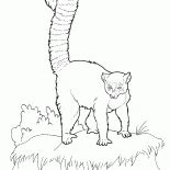 狐猴
