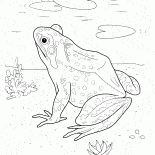 青蛙湖