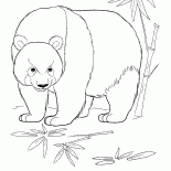 熊貓在叢林