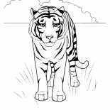 老虎在沙漠中