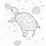 海龜在海灘