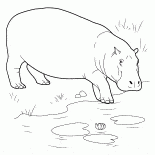 河馬進入水體