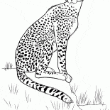 獵豹在追捕