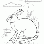 兔藏身